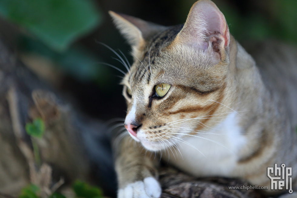 ประเทศไทย-20131222-2Z6A0487.jpg