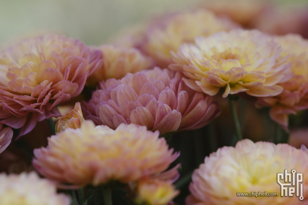 DSCF5539_调整大小.jpg