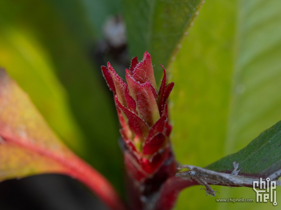 _DSC0521-已增强-降噪.jpg