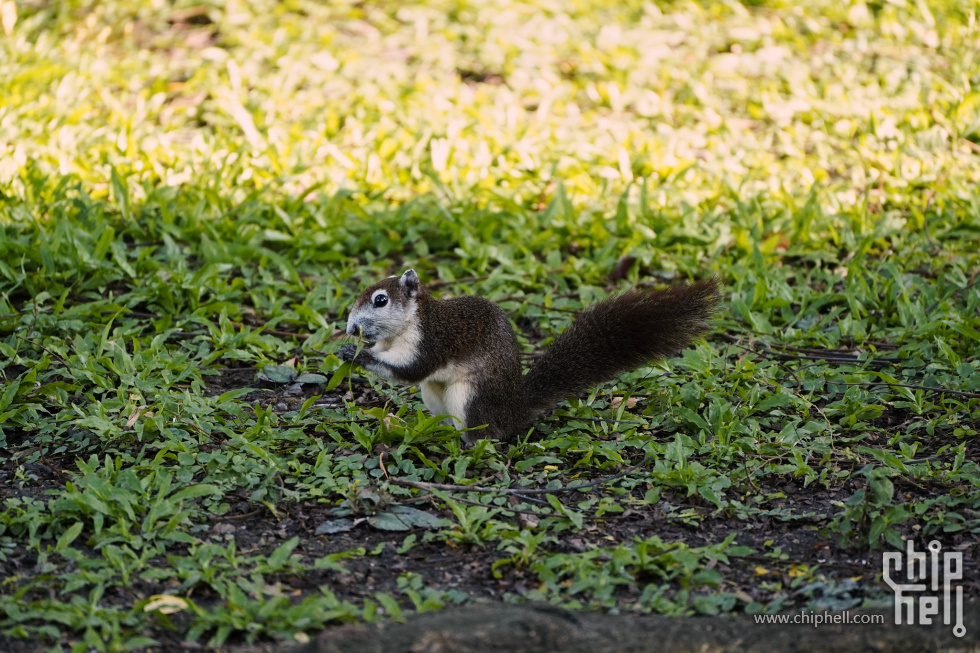 2月 03 2024 _DSC1904 ILCE-7C E 70-300mm F4.5-6.3 A047.jpg