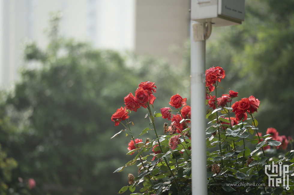 DSC01698-2.jpg
