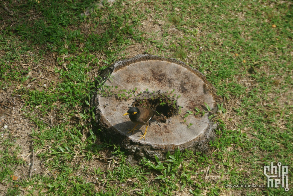 DSC06685.jpg