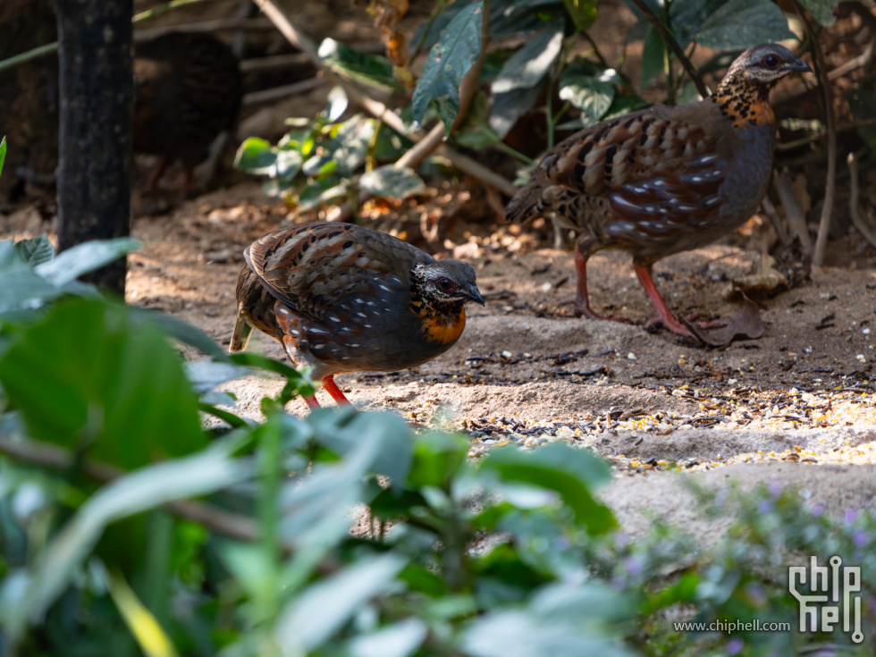 DSC04647-已增强-降噪.jpg