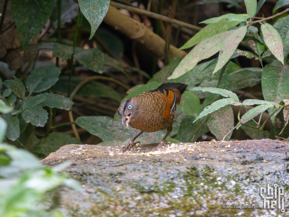 DSC04873-已增强-降噪.jpg