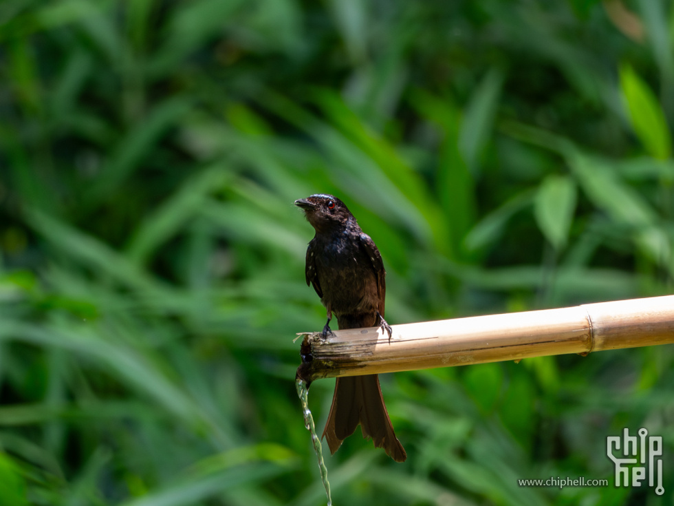 _DSC5719-已增强-降噪.jpg