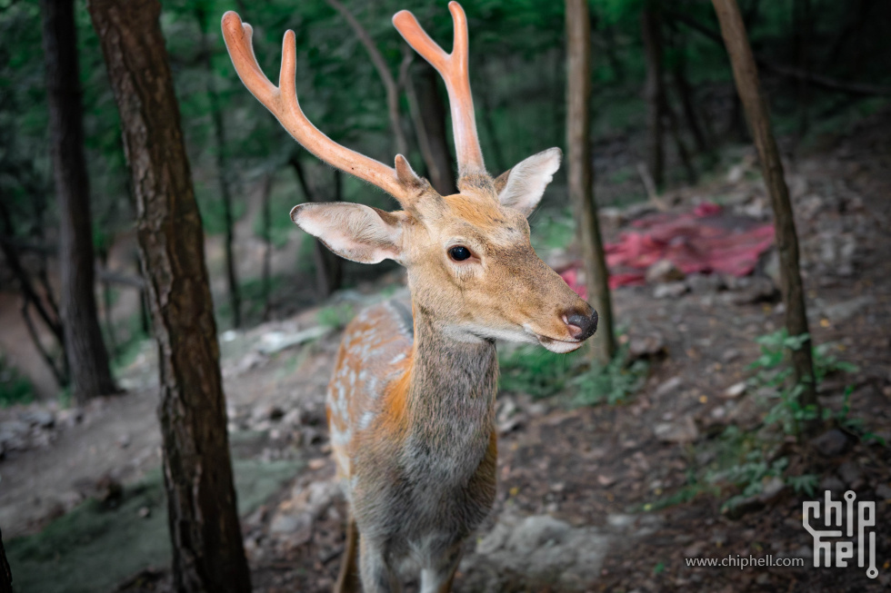 DSC02973-已增强-降噪.jpg