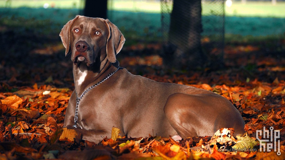 weimaraner-779358_960_720.jpg
