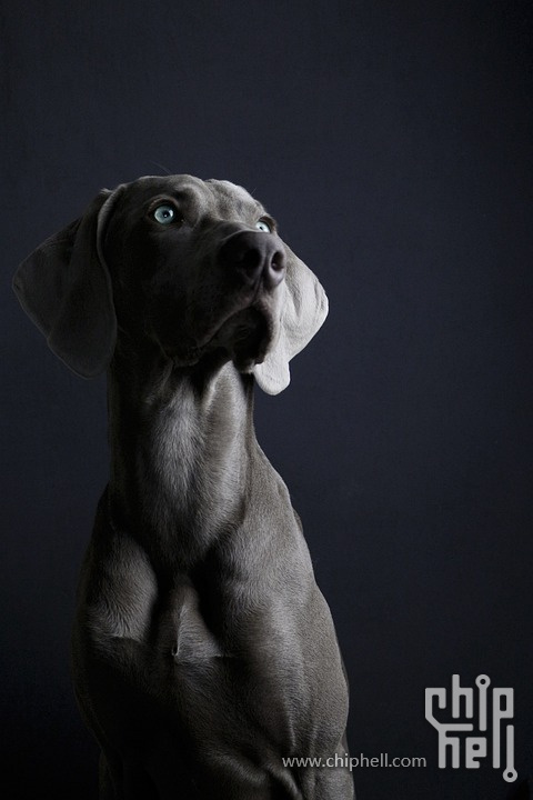dog-3204497_960_720.jpg