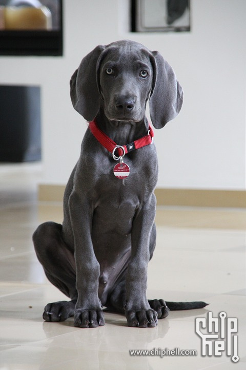 weimaraner-1321615_960_720.jpg