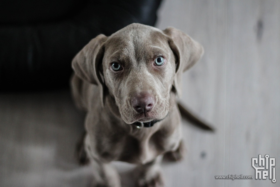 weimaraner-1381186_1280.jpg