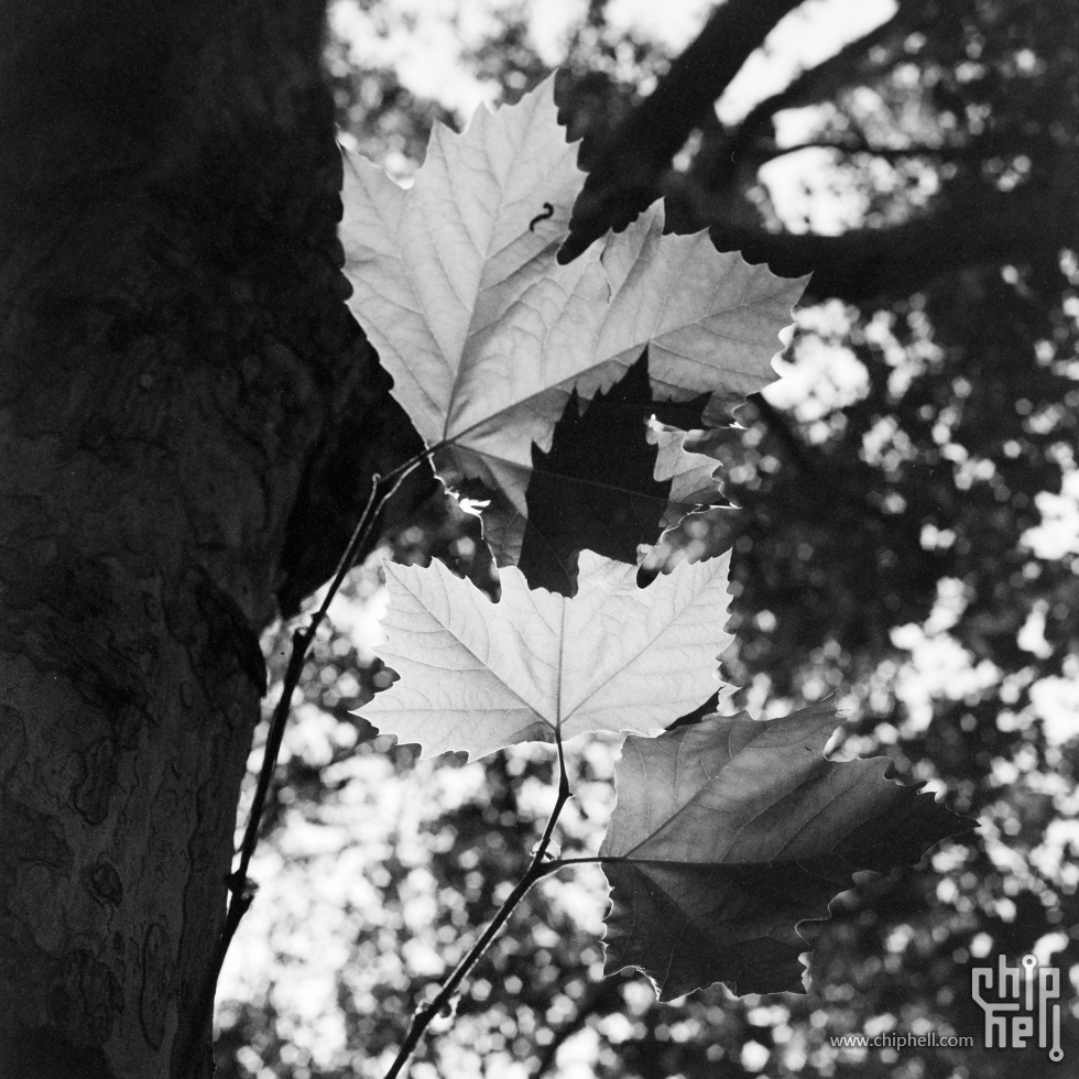 333 Rollei2.8gx Fomapan100.jpg