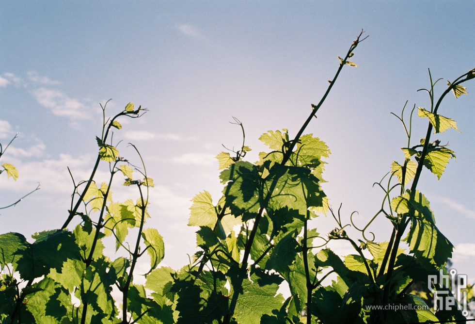 胶卷20191118-19_FUJI100-37.jpg