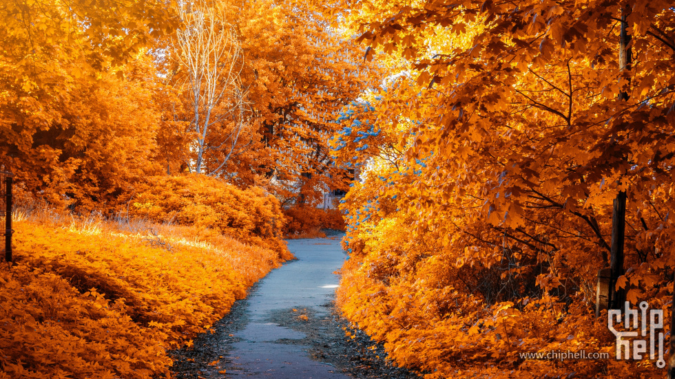 maple-trees-fall-autumn-path-woods-fall-foliage-yellow-3840x2160-326.jpg