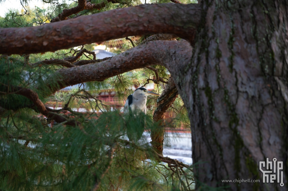 DSC_2934_chh.jpg