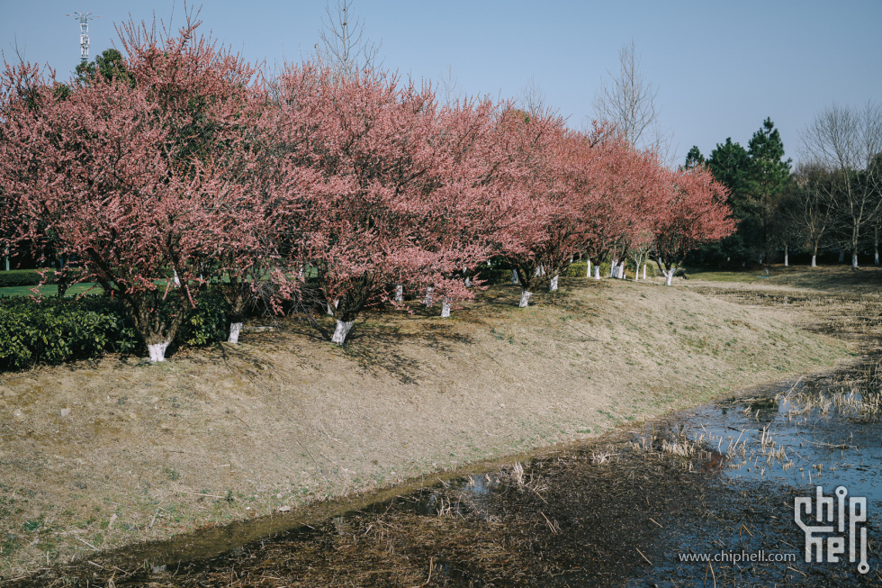 公园 (12).jpg