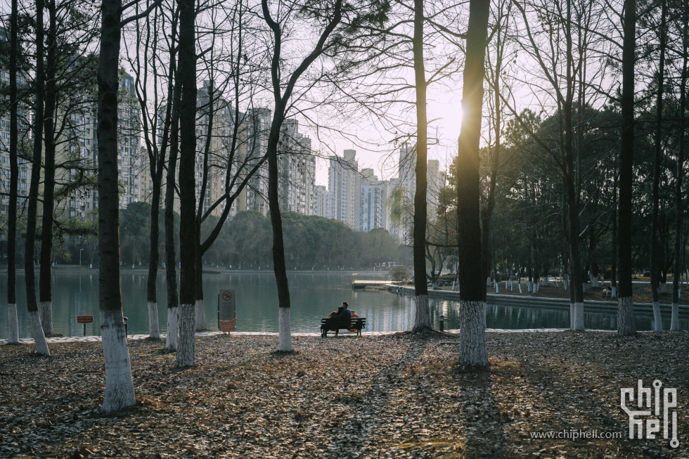 水杉 (1).jpg