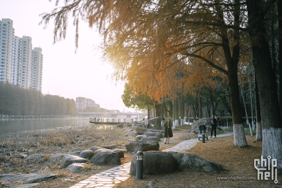 水杉 (4).jpg