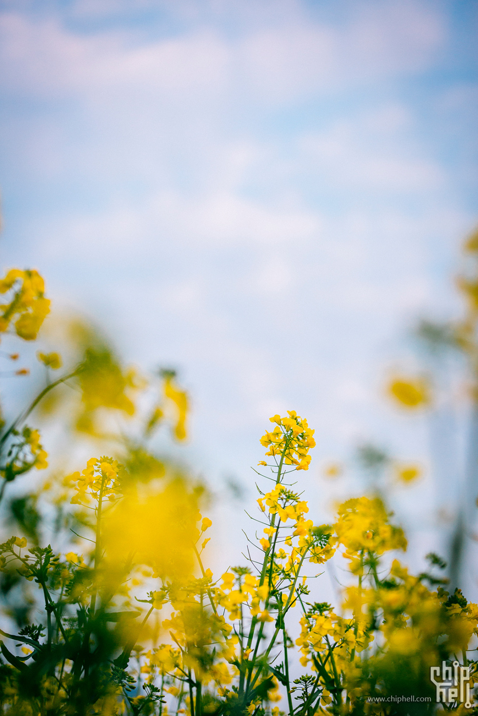 _MG_6371.jpg
