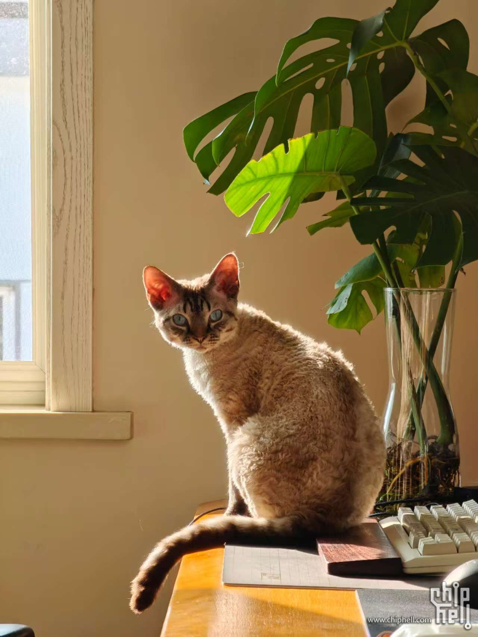 猫精
