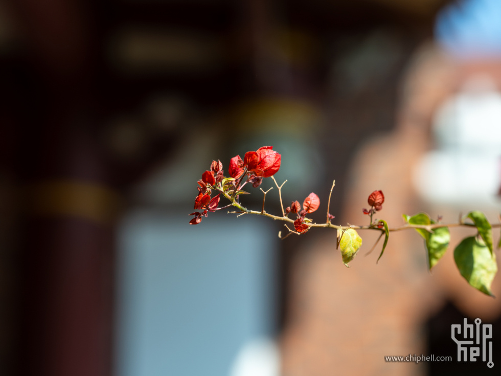 DSCF5051.jpg