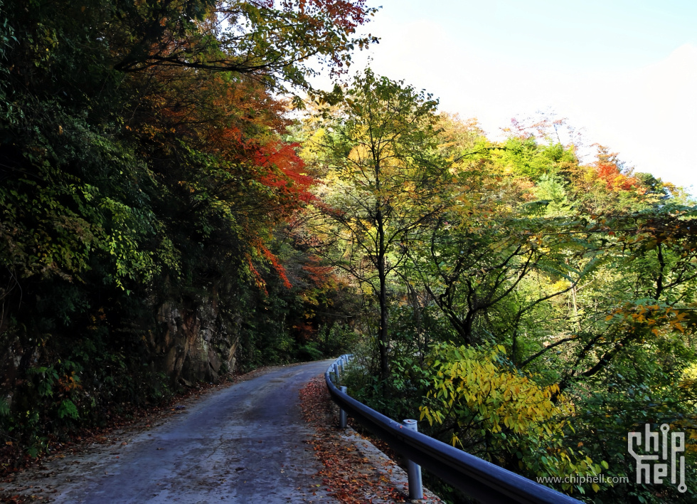 路上红叶.jpg