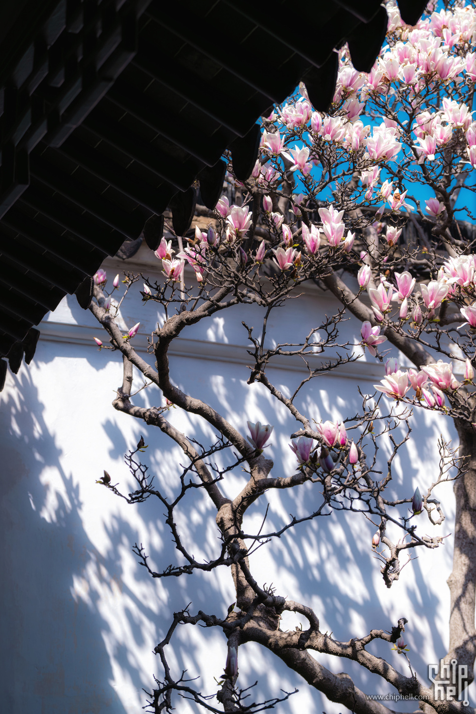 网师园二乔玉兰