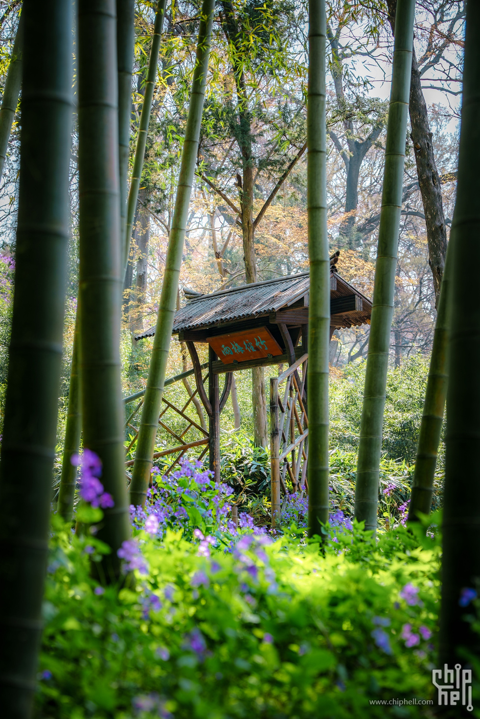 虎丘 二月兰