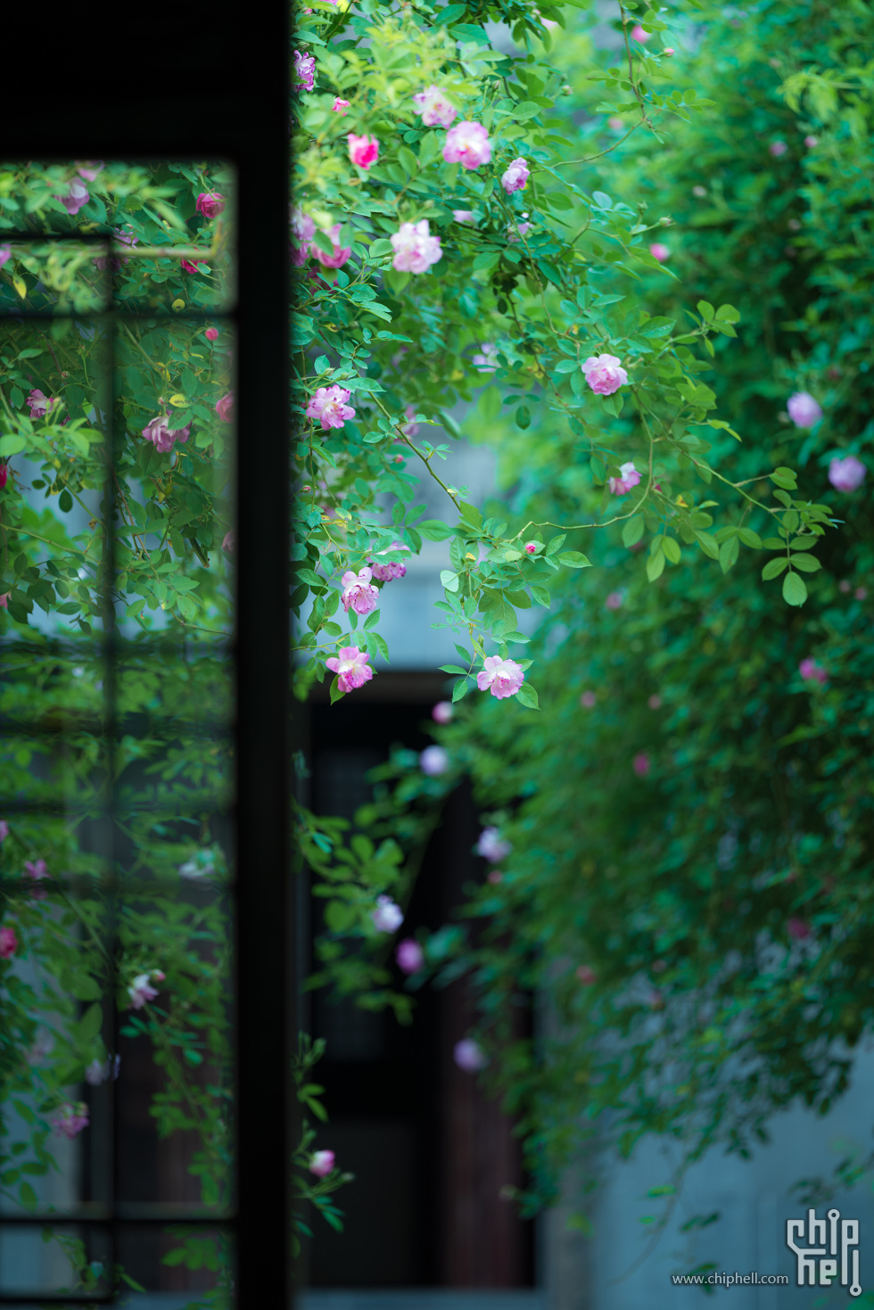 艺圃 蔷薇花