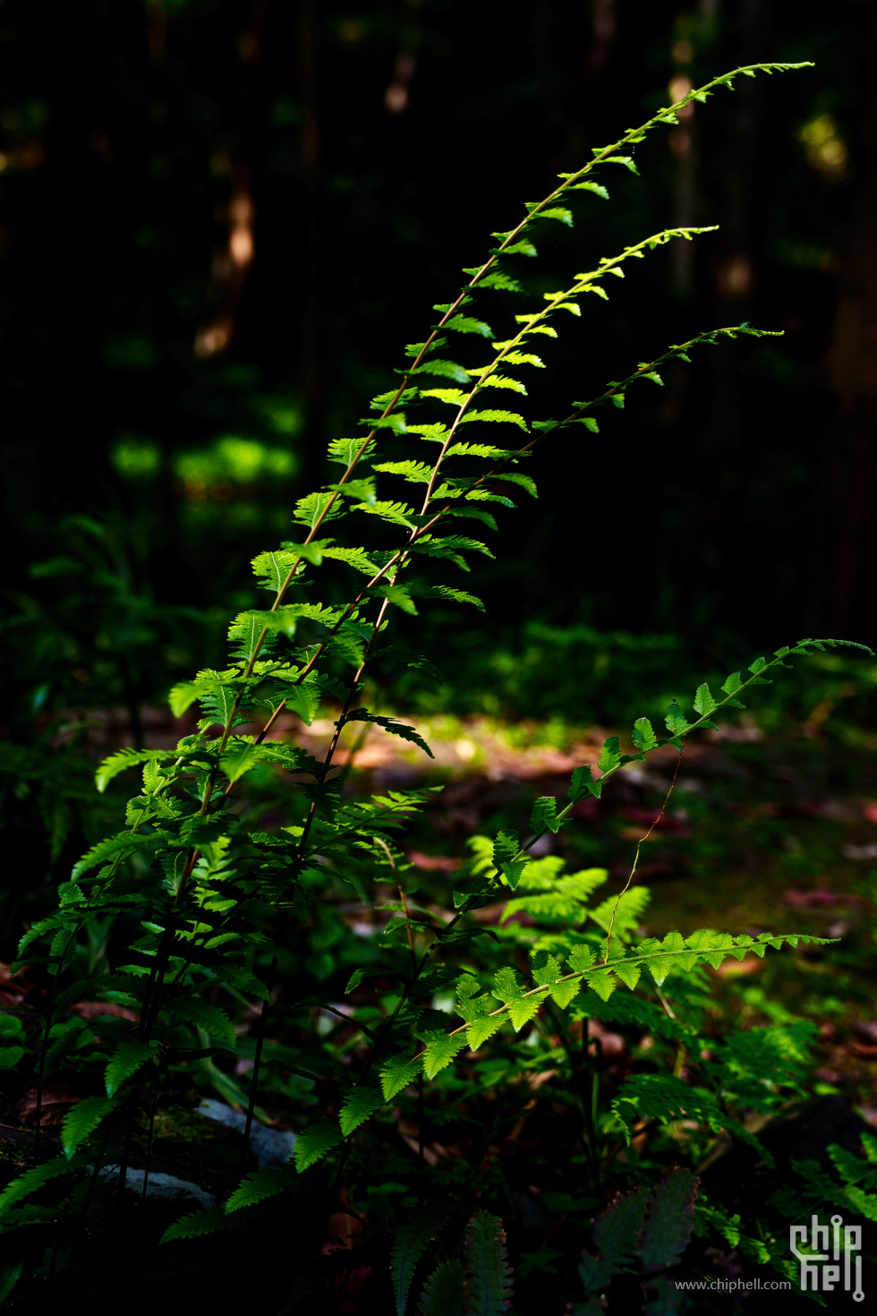 A7C06503.jpg