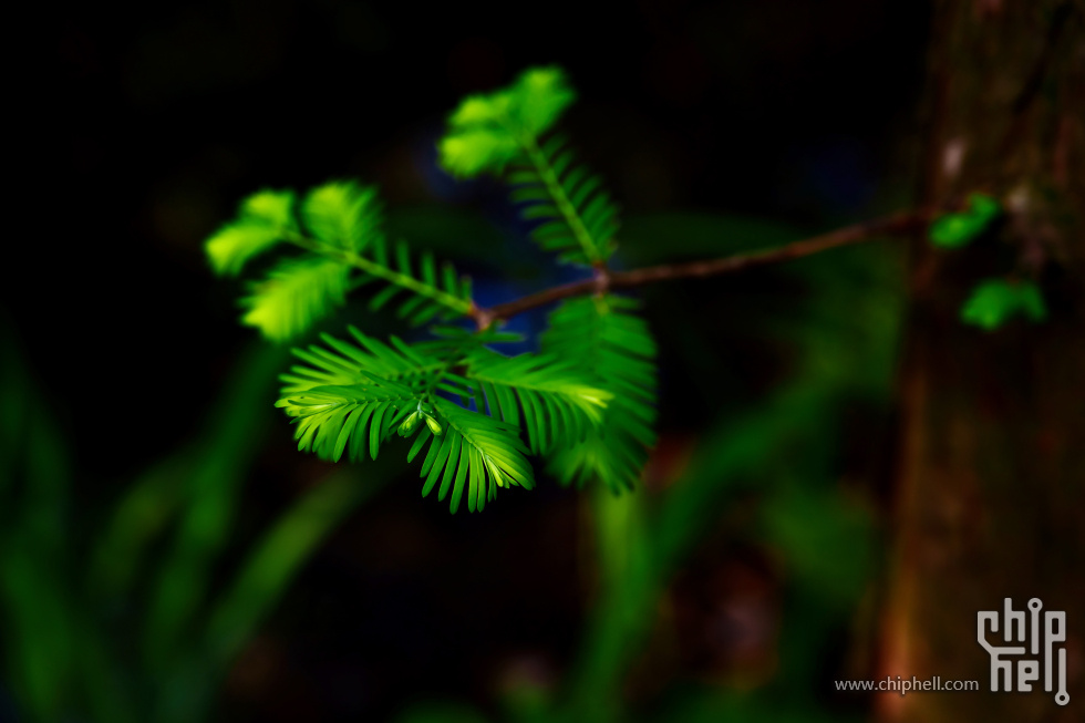 A7C06514.jpg