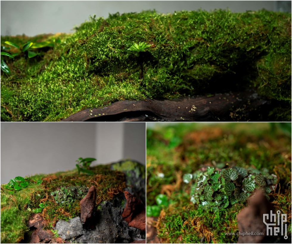 120缸顶部苔藓1.jpg