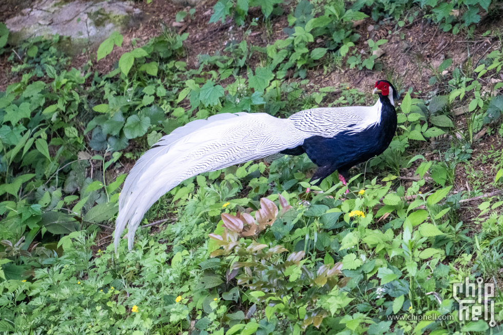 Z8S_8818.jpg