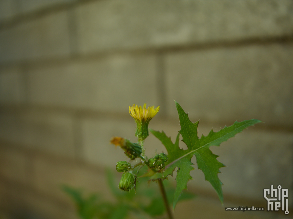 CF066162.jpg