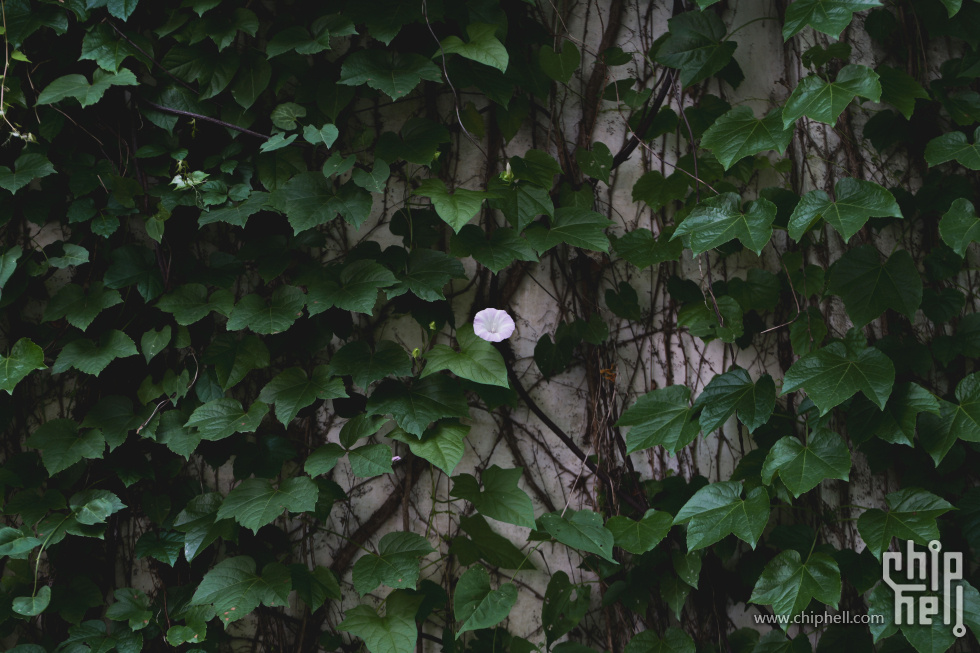 P1919136.jpg