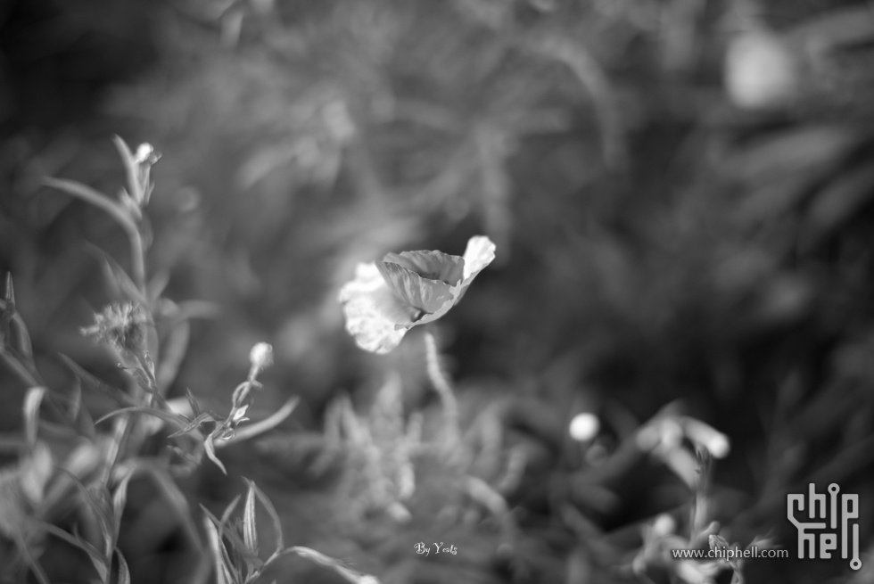 L1005768.jpg