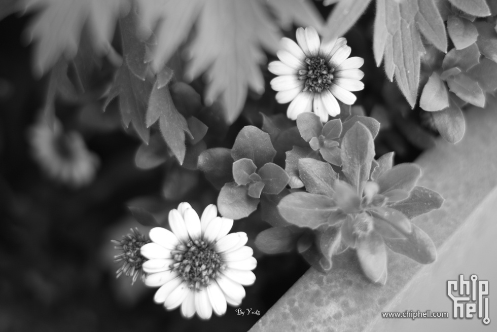 L1005394.jpg