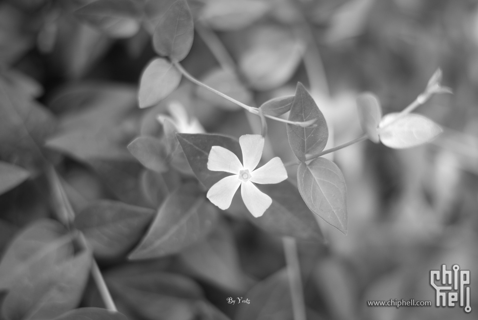 L1005351.jpg