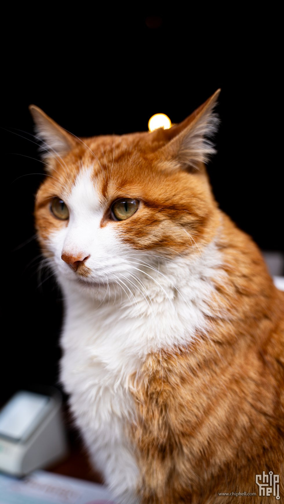 DSC08957_chh.jpg