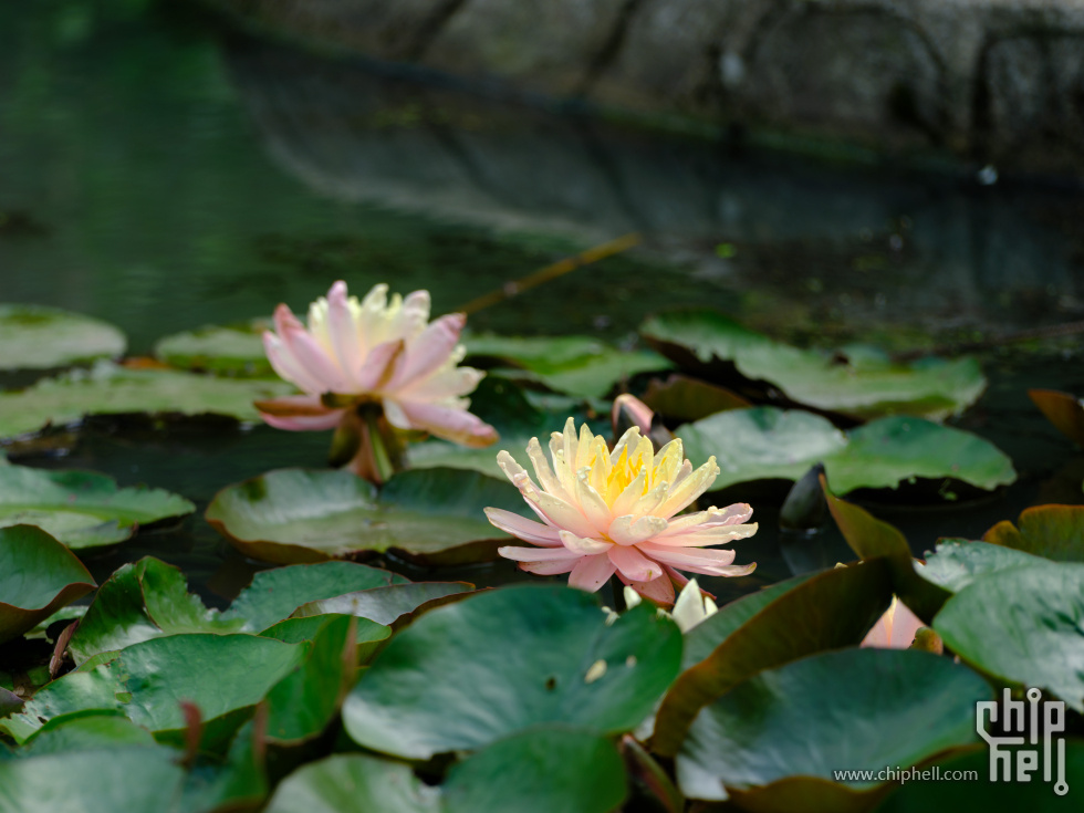 DSCF6233.jpg