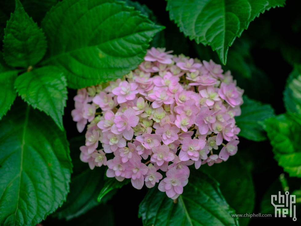 DSCF6241.jpg
