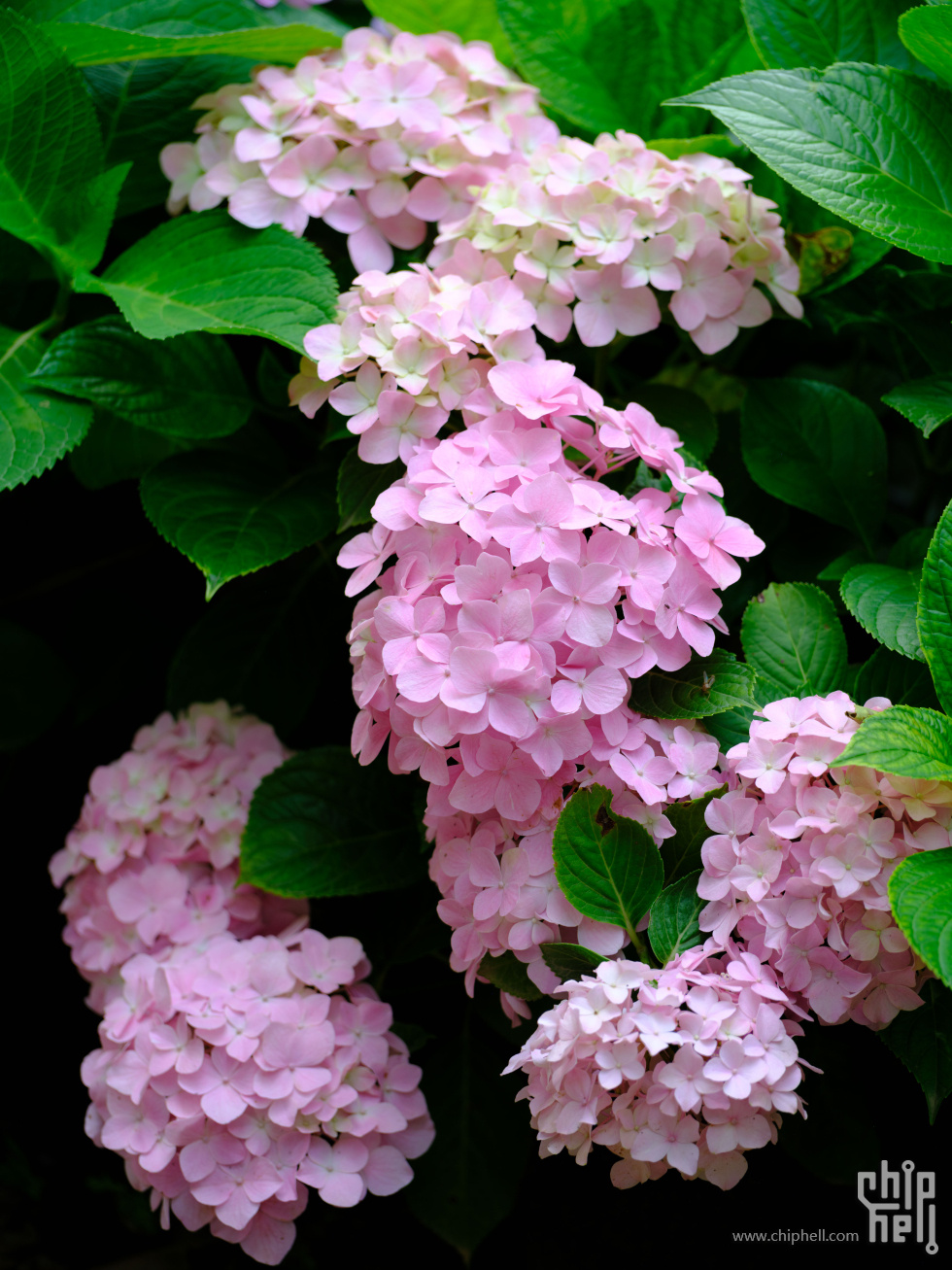 DSCF6246.jpg
