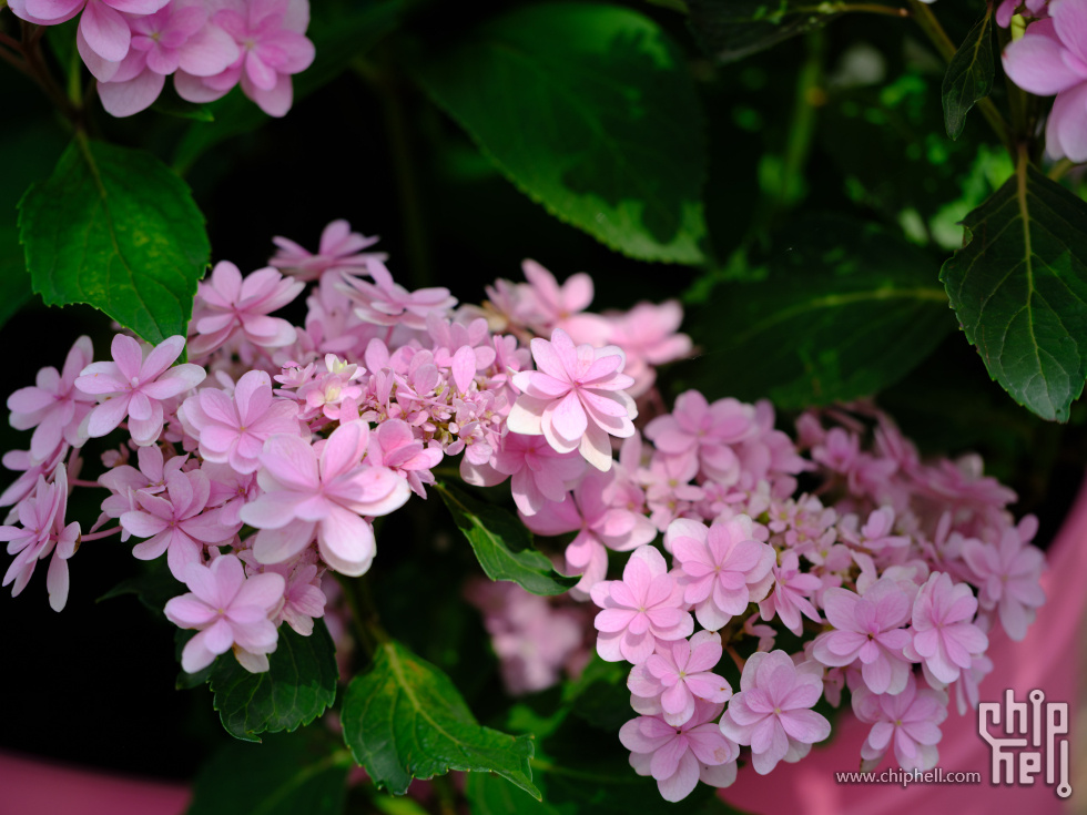 DSCF6253.jpg