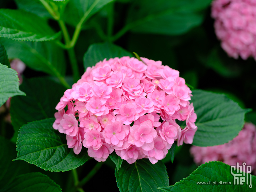 DSCF6260.jpg