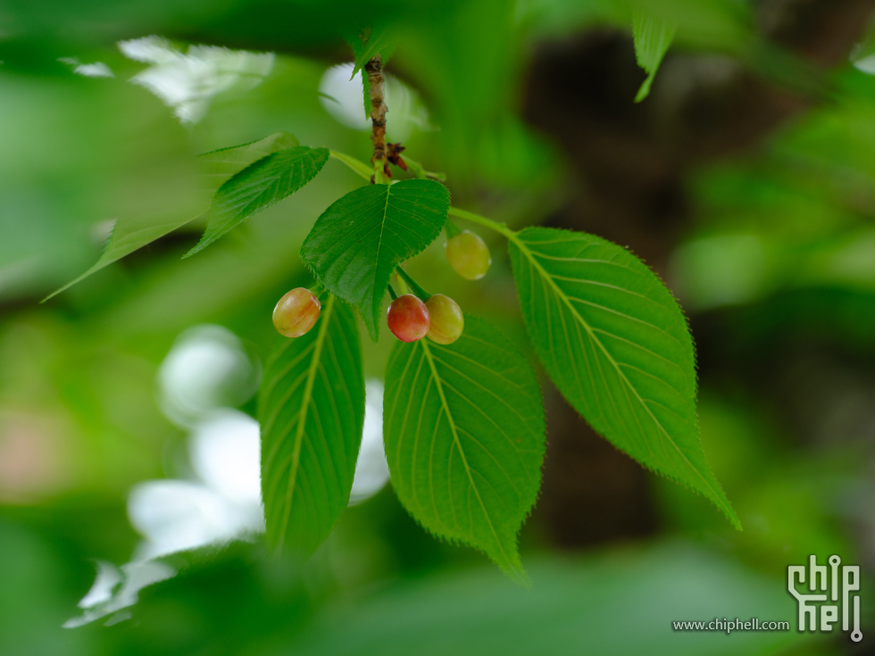 DSCF6287.jpg