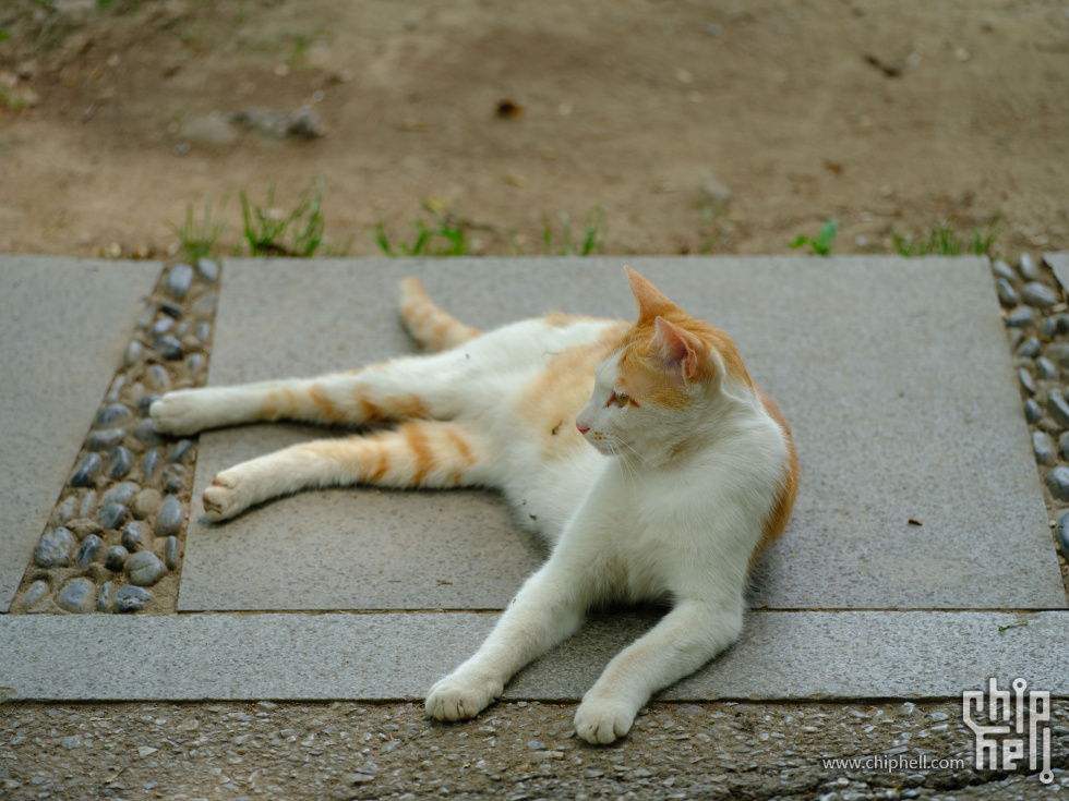 DSCF6341.jpg