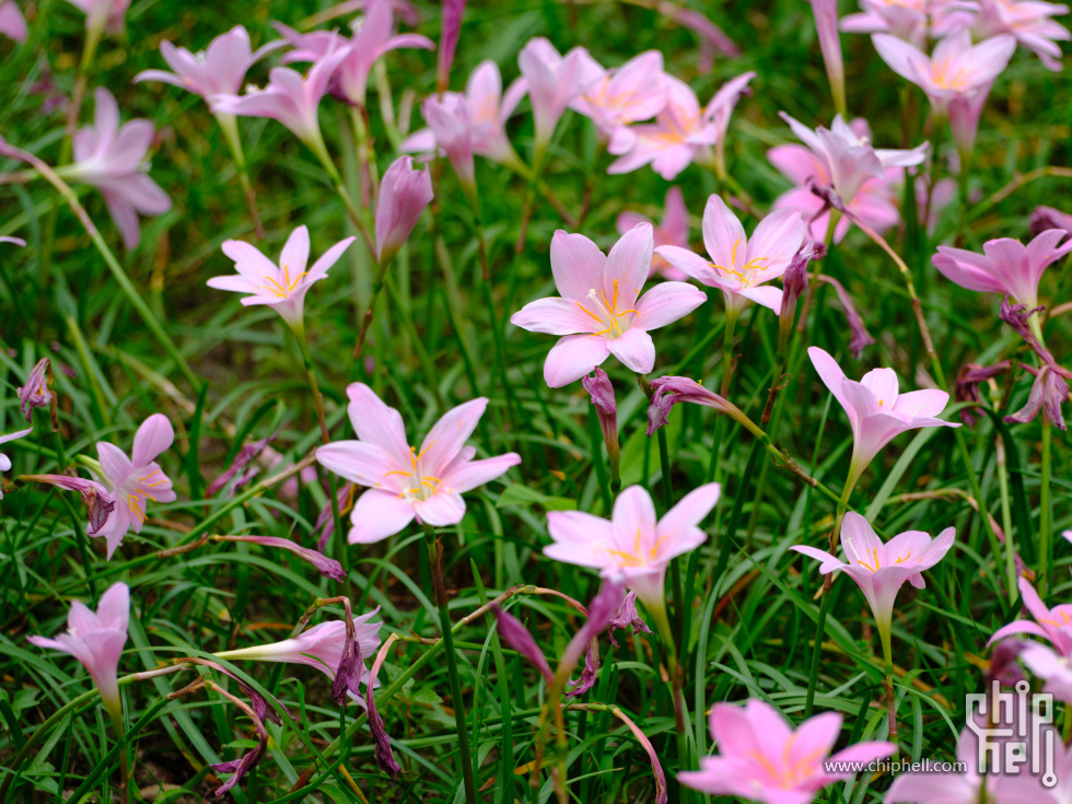 DSCF6367.jpg