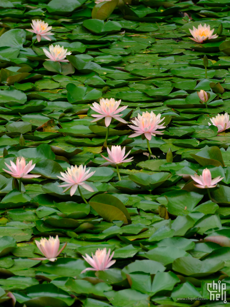 DSCF6431.jpg