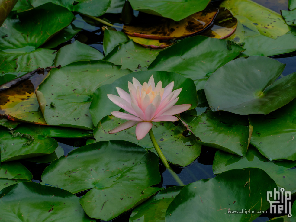 DSCF6434.jpg