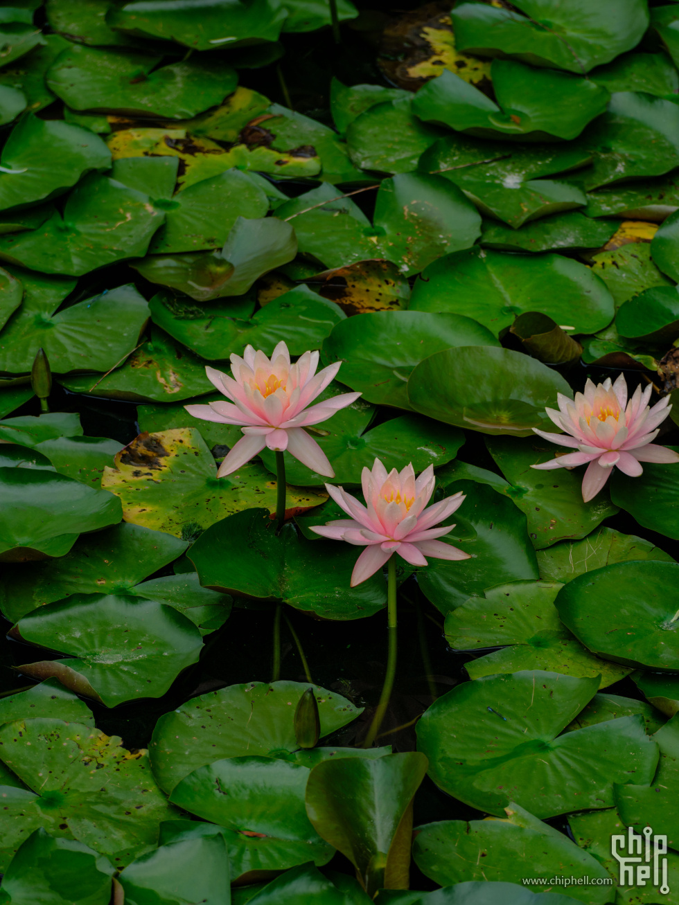 DSCF6450.jpg