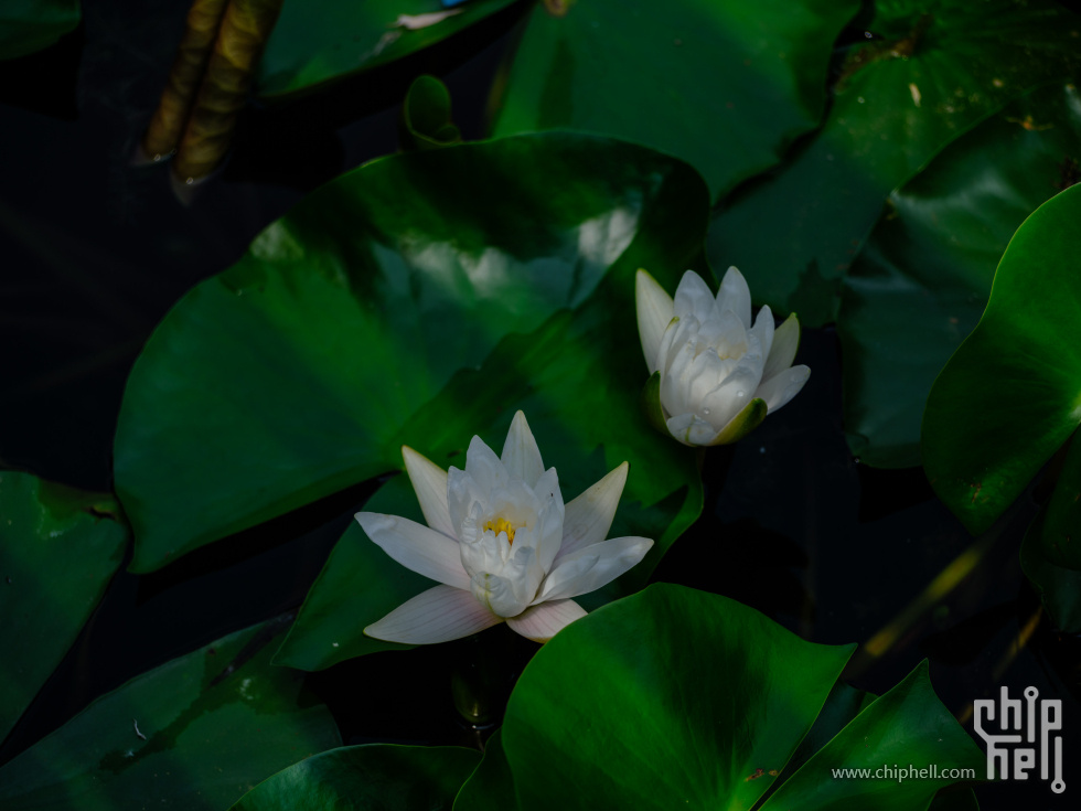 DSCF6459.jpg